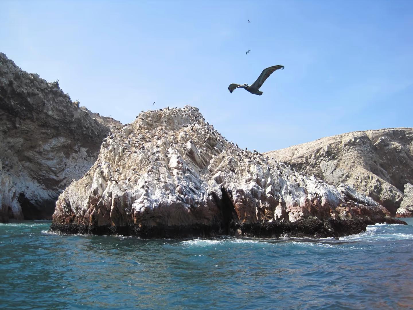 Private Paracas & Huacachina Full Day from Lima: Wildlife, Dunes & Pisco — photo 7
