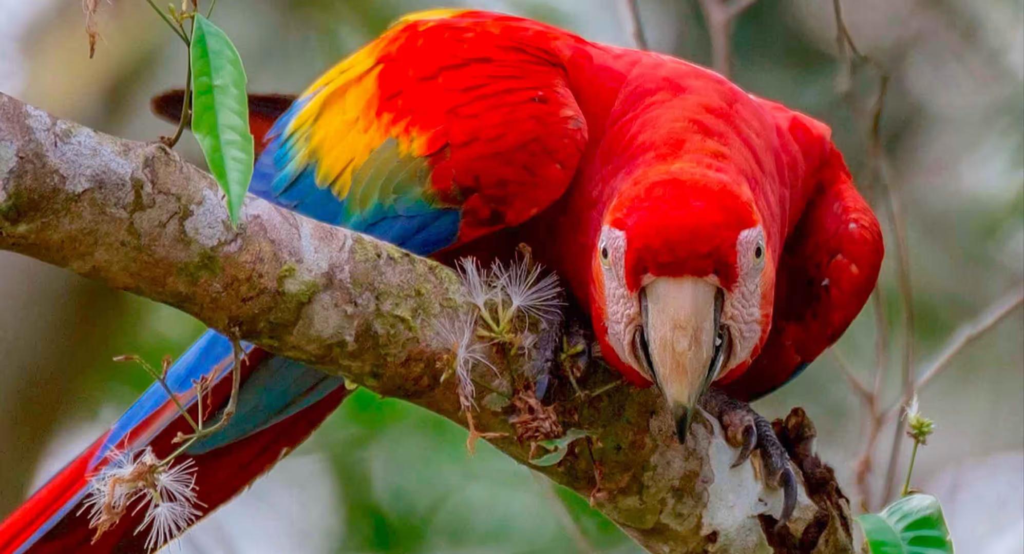 Tambopata Luxury Amazon Adventure – 4D/3N — photo 11