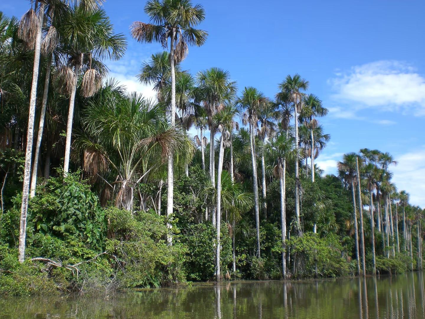 Tambopata Luxury Amazon Adventure – 4D/3N — photo 2