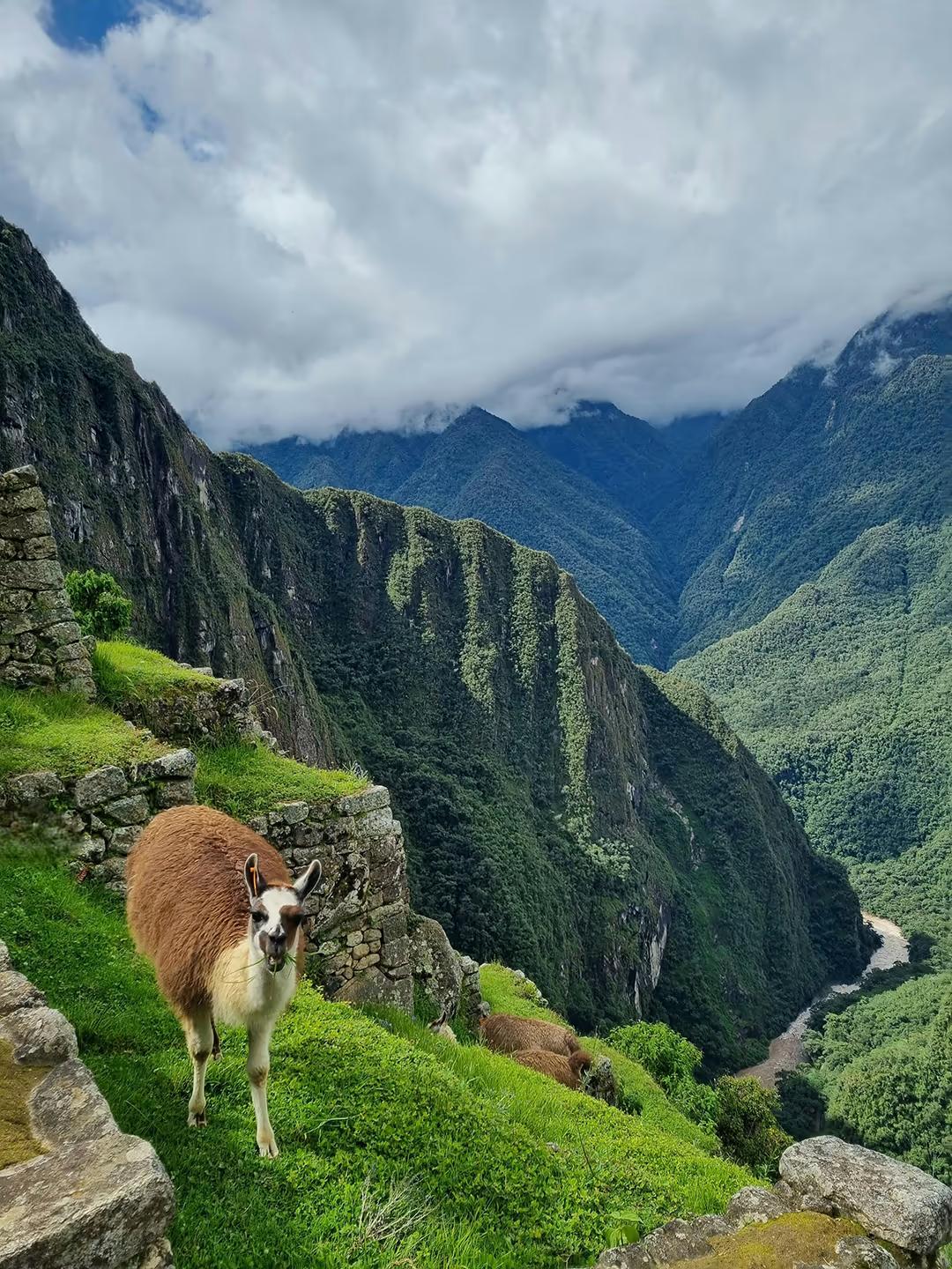 Dia inteiro em Machu Picchu — photo 16