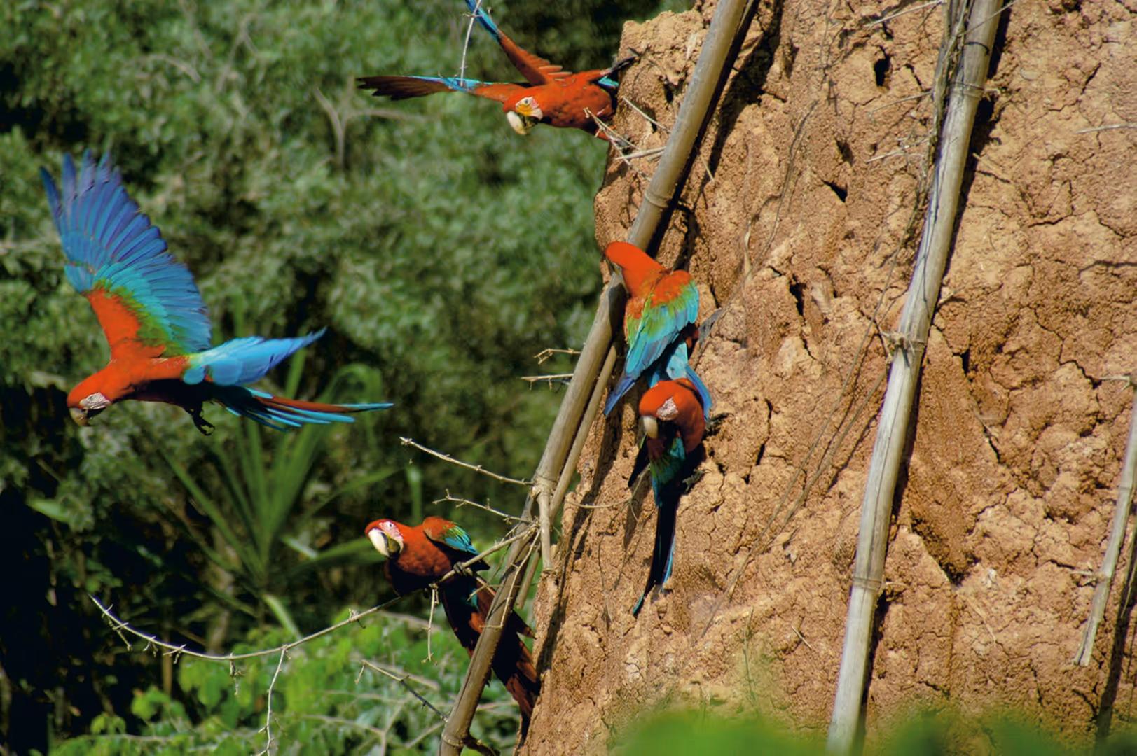 Tambopata Luxury Amazon Adventure – 4D/3N — photo 8
