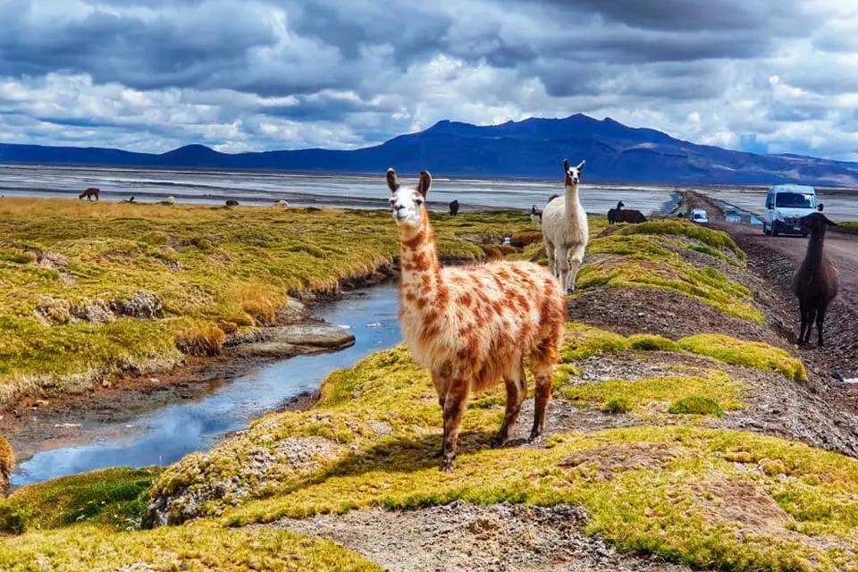 Excursão privada à Lagoa de Sal de Salinas: vida selvagem e vulcões de alta altitude — photo 2