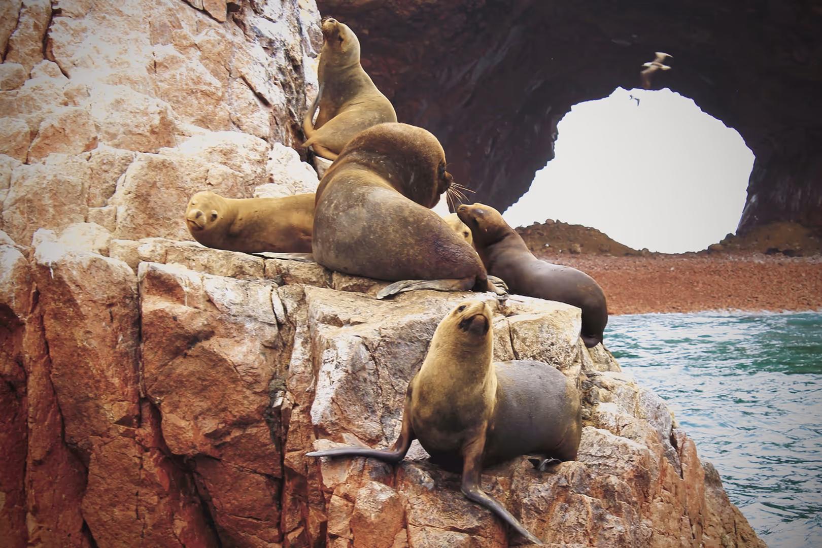 Private Paracas & Huacachina Full Day from Lima: Wildlife, Dunes & Pisco — photo 11
