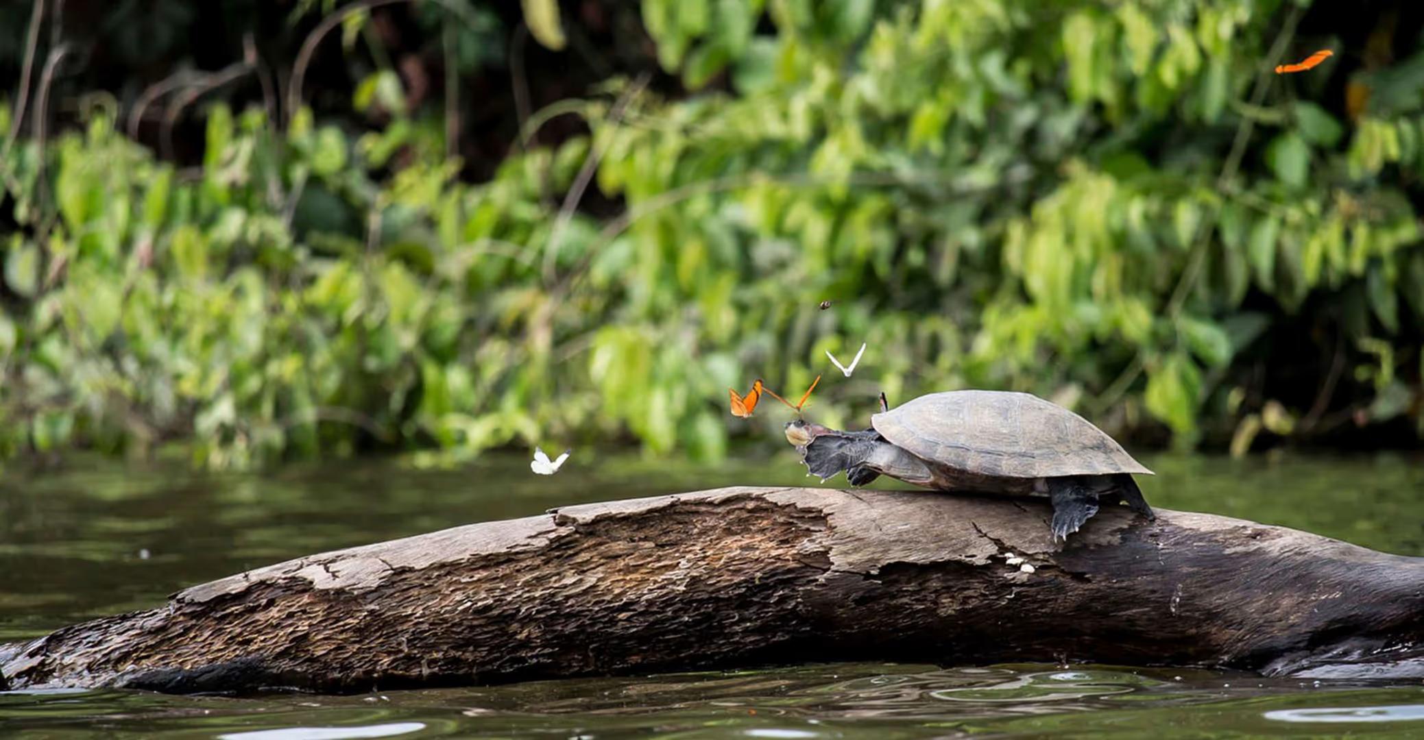 Tambopata Luxury Amazon Adventure – 4D/3N — photo 5
