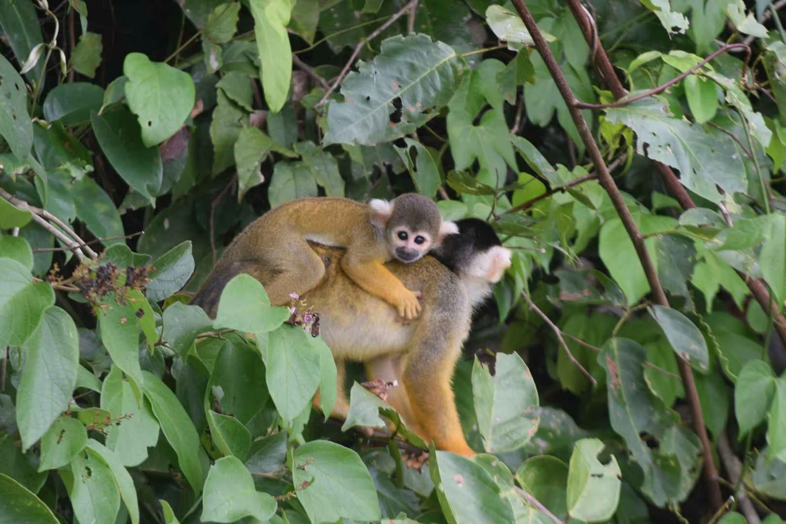Tambopata Luxury Amazon Adventure – 4D/3N — photo 7