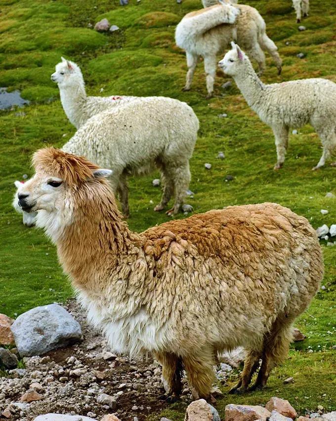 Tour privado de día completo al Cañón del Colca: Cruz del Cóndor y Altos Andes — photo 1
