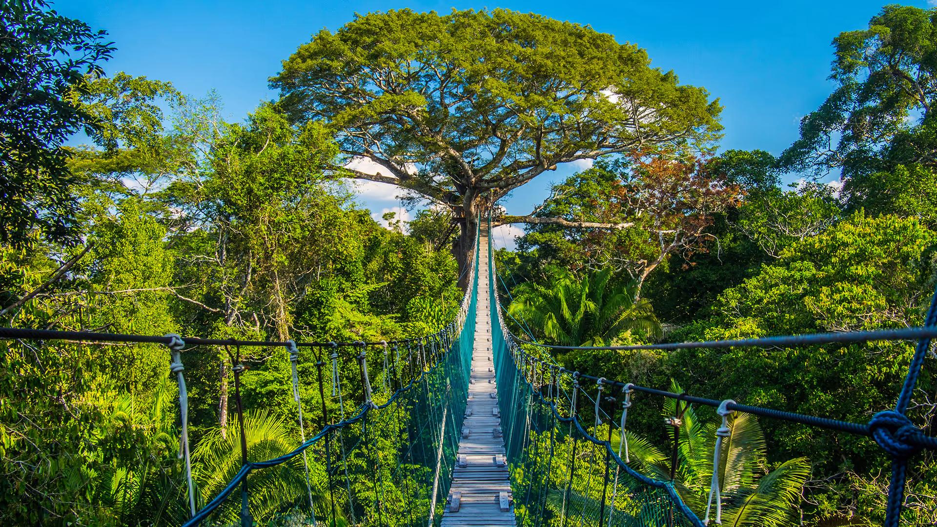 Tambopata Luxury Amazon Adventure – 4D/3N — photo 4
