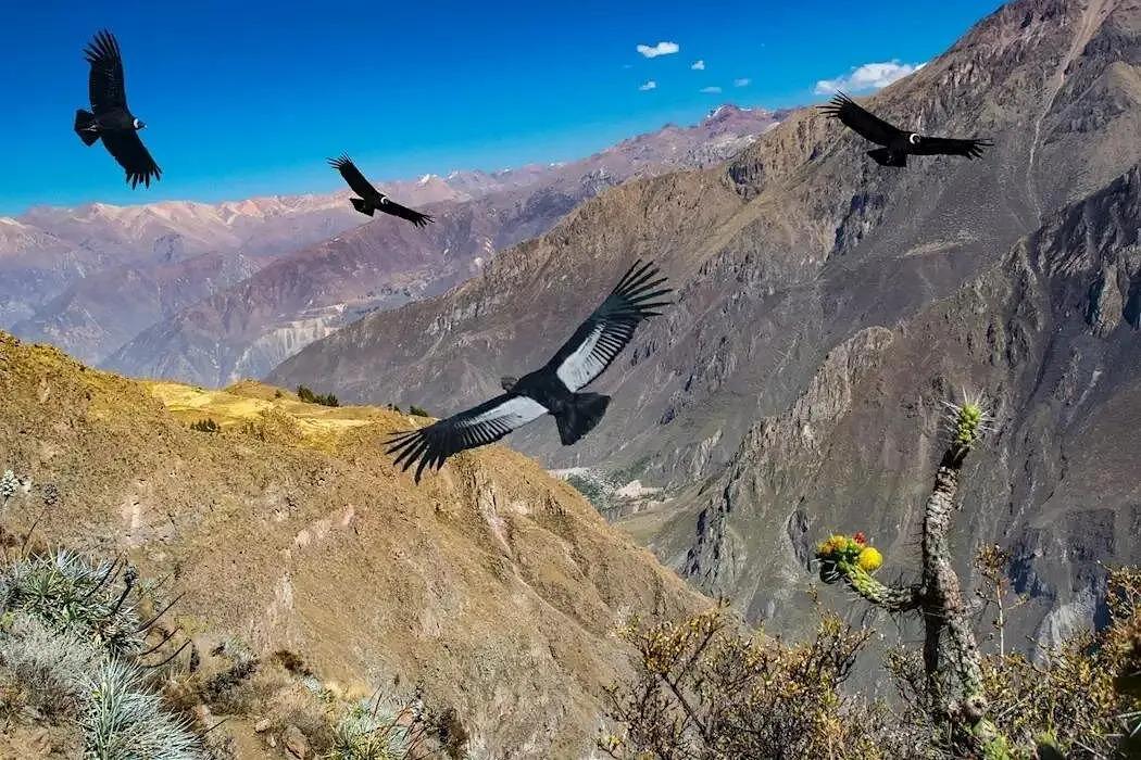 Tour privado de día completo al Cañón del Colca: Cruz del Cóndor y Altos Andes — photo 3