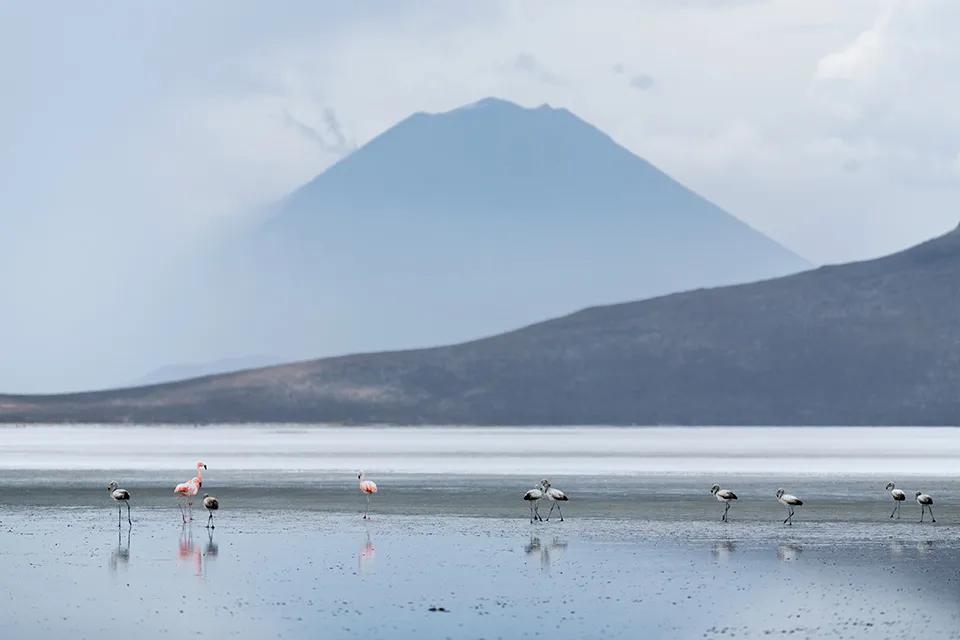 Excursão privada à Lagoa de Sal de Salinas: vida selvagem e vulcões de alta altitude — photo 1