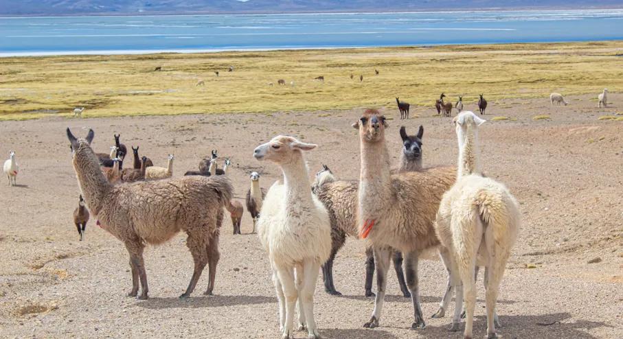 Excursão privada à Lagoa de Sal de Salinas: vida selvagem e vulcões de alta altitude — photo 4